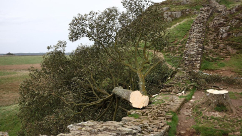 Los restos del árbol en Sycamore Gap junto al Muro de Adriano en Northumberland, Gran Bretaña, 28 de septiembre de 2023.
