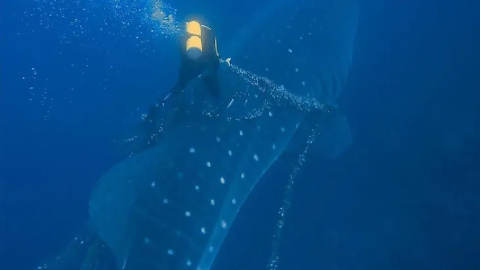 Buzo salva tiburón ballena en Galápagos el 1 de octubre de 2023.