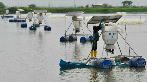 Un empleado coloca comida en un dispensador automático en un estanque de producción de una granja camaronera, en Taura, Ecuador, el 31 de julio de 2023.