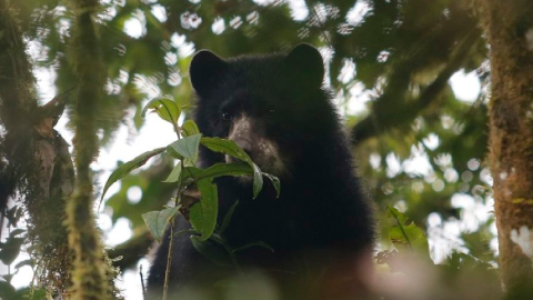 Imagen referencial de un oso de anteojos