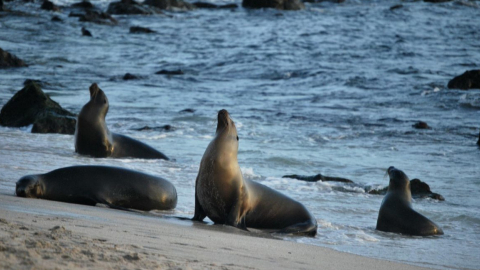 Lobos marinos en la isla San Cristóbal, Galápagos, el 1 de julio de 2023