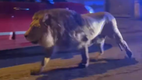 Un león se pasea por las calles de Ladispoli, Italia.