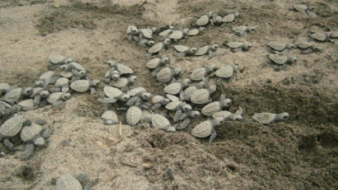 Tortugas marinas en el refugio de visa silvestre y marino costero Pacoche