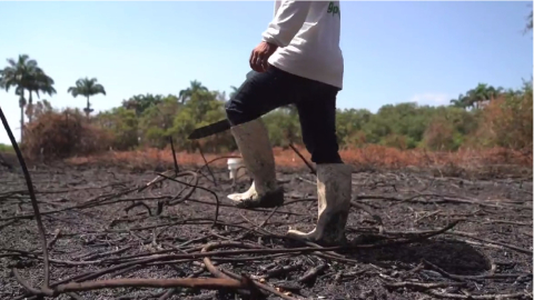 Personal de la Prefectura del Guayas y del Ministerio de Ambiente constataron la afectación por el incendio en la isla Santay.