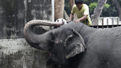 Imagen de archivo del elefante Mali en el zoo de Filipinas, en 2012.