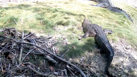 Un cocodrilo se acerca a otro ejemplar en un playón de una urbanización en la vía a la Costa, Guayaquil. 