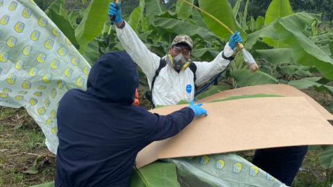 Imagen referencial de la fumigación de una hoja de la planta de banano con biocontroladores. 