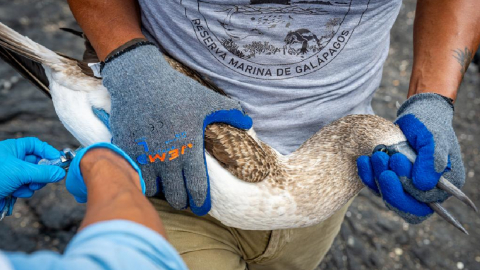 Expertos revisan a un piquero en la Reserva Marina de Galápagos.