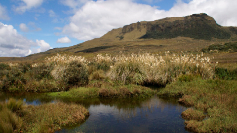 Imagen referencial del parque nacional Llanganates, donde se descubrió nueva especie de orquídea.