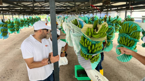 Finca bananera Don Polo, de la empresa Mundo Banana, en la provincia de Santa Elena, junio de 2023. 