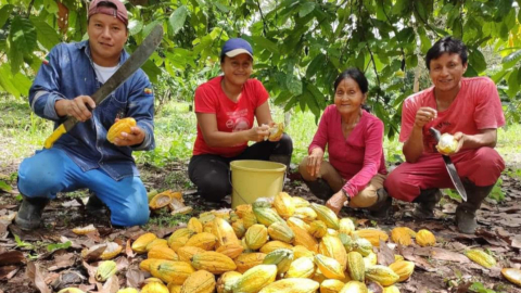 El 90% de quienes producen el cacao en las chacras es mujer.
