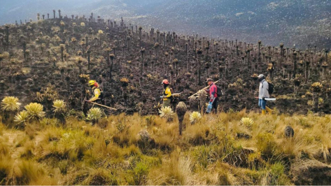 Bomberos y personal de emergencia caminando por un sendero de la reserva ecológica El Ángel, tras el incendio del 29 de enero de 2024.