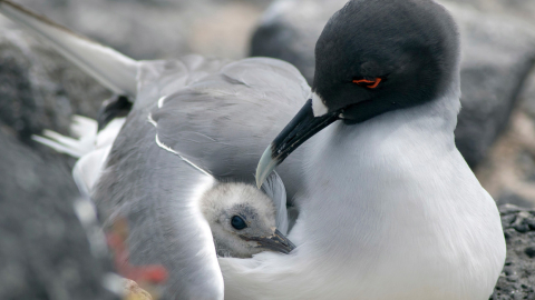 Foto referencial de una gaviota alimentando a su cría en las islas Galápagos. 