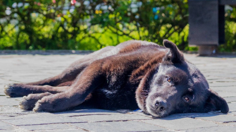 Imagen de uno de los perros rescatados por la iniciativa Poliperros.