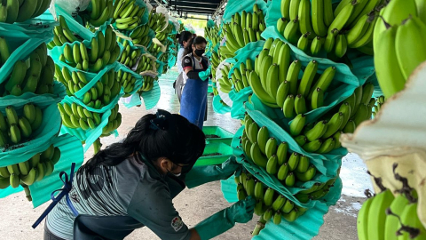 Trabajadores de la empresa Mundo Banana, en Santa Elena. 