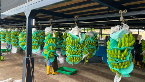 Planta de la empresa Mundo Banana, en Santa Elena. 