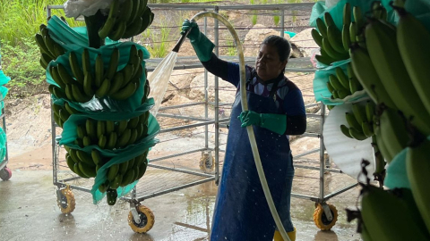 Planta de la empresa Mundo Banana, en Santa Elena.