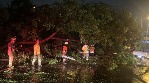 Caída de un árbol en Guayaquil.