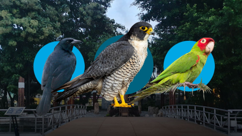 Tres de las especies de aves que dan vida al Malecón de Guayaquil.