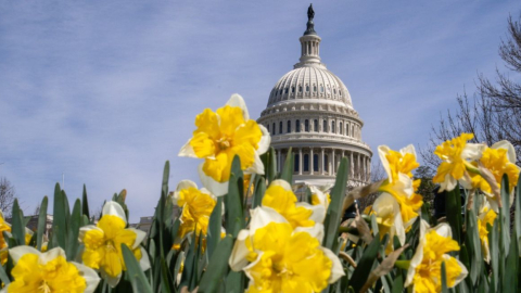 Flores de primavera en Washington, Estados Unidos, el 18 de marzo de 2024.