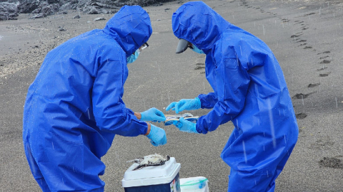 Toma de muestras de aves en Galápagos el 18 de  marzo de 2024. 