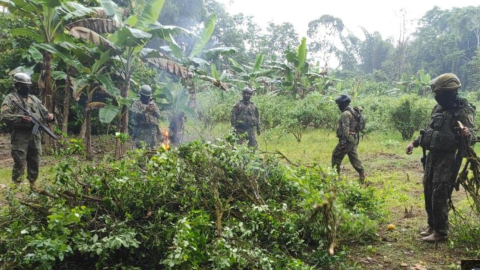 Militares destruyen una plantación de coca en Putumayo, Sucumbíos. 