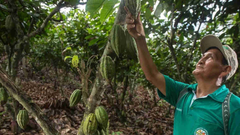 Imagen referencial de producción de cacao, el principal producto de exportación de Ecuador a México.