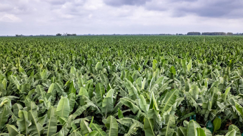 Imagen referencial de plantaciones de banano en Ecuador. 