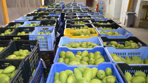 Imagen referencial. Gavetas con mangos ecuatorianos, en 2017.