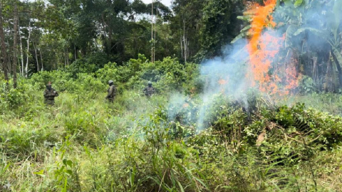 Una plantación de coca destruida en Sucumbíos el 24 de abril de 2024.