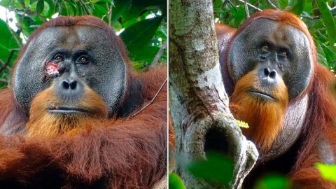 Esta imagen muestra al orangután Rakus antes y después de curarse su herida.