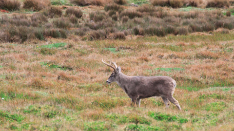 Vista de un venado en la Reserva Ecológica Antisana.