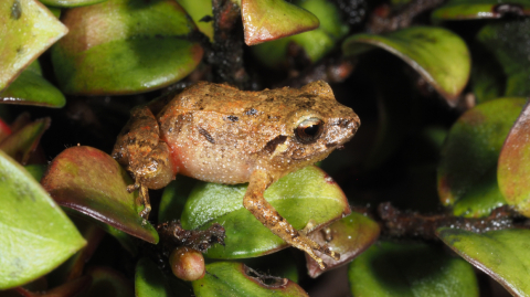 Pristimantis vidua