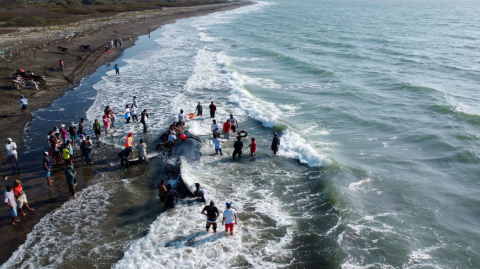 Una ballena jorobada varada en la isla Puná el 4 de septiembre de 2020. 