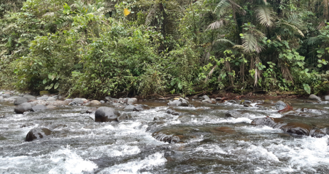 Chocó Andino.