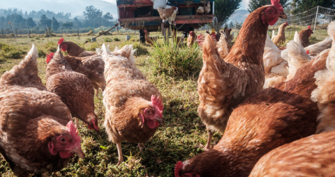 Las gallinas felices son aquellas que viven al aire libre y no en corrales.