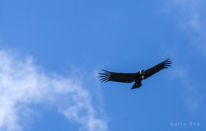 Vuelo del cóndor.