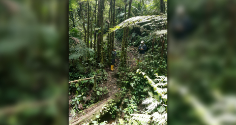 Bosque en el Chocó Andino.