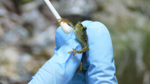 Muestreo del hongo Chytridio en Atelopus balios.