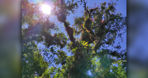 naturaleza Bombolí