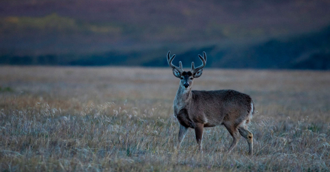 RJaramillo venado op