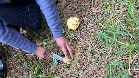 Cultivo y producción de hongos silvestres en San Francisco, Guaranda. Agosto de 2023