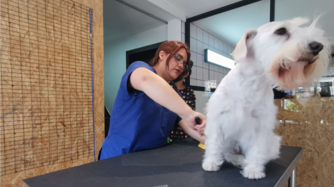 Un perro recibe un corte de pelo en la Tienda de Leo, el 8 de septiembre de 2022.