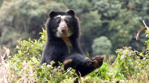 Oso de anteojos