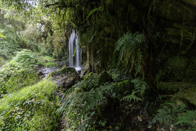 Fotografía de la selva en el libro 'Dantza' 