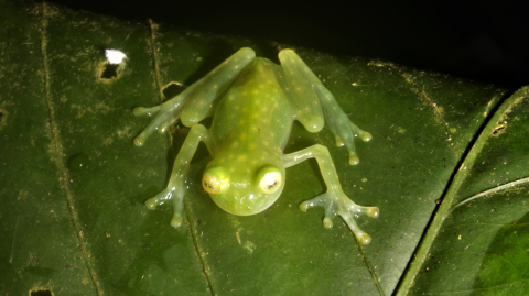 Hyalinobatrachium pellucidum, en estado vulnerable.