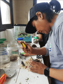 Investigadora en el laboratorio junto a los corales.