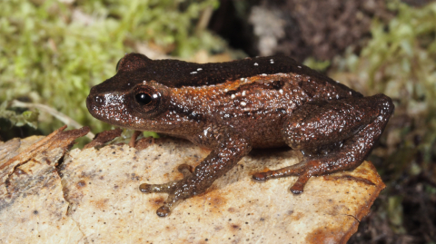 Pristimantis colodactylus