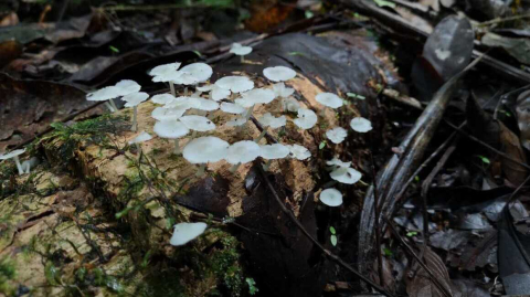 Hongos creciendo sobre un tronco en el parque Napo Sumaco.