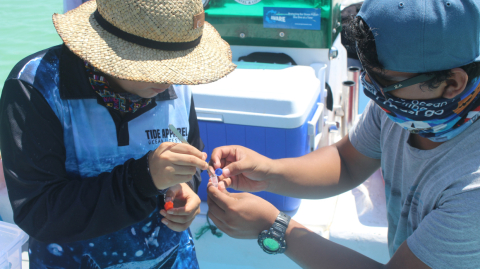 Asistentes de campo del Galápagos Science Center recogen muestras para análisis genético.